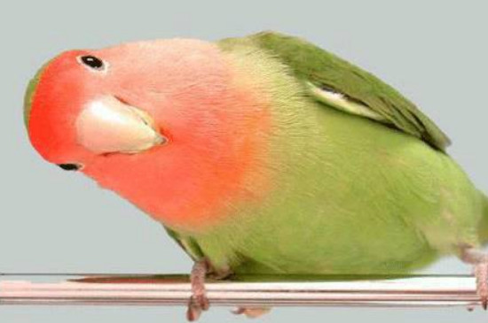 黄桃鹦鹉认主人吗