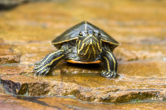 乌龟能一直泡在水里吗