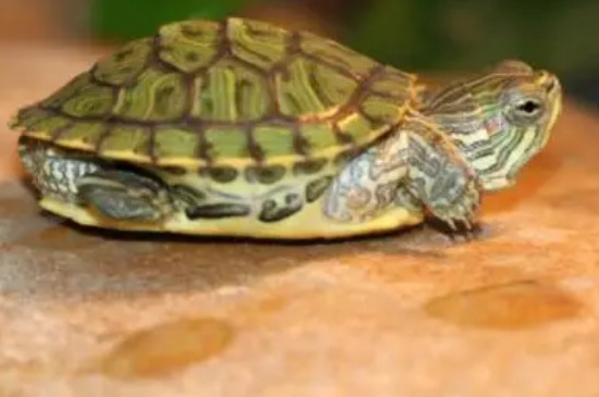 乌龟能一直泡在水里吗