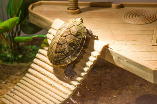 乌龟背上脱皮是怎么回事