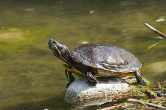 乌龟背上脱皮是怎么回事
