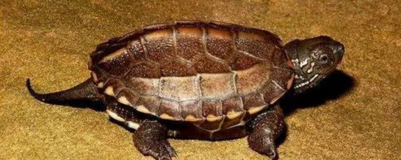 乌龟背上脱皮是怎么回事