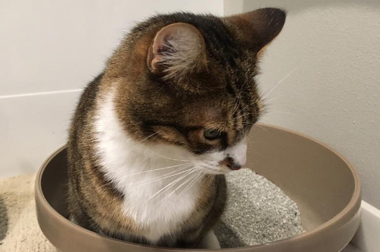 猫砂漏气了还能用吗