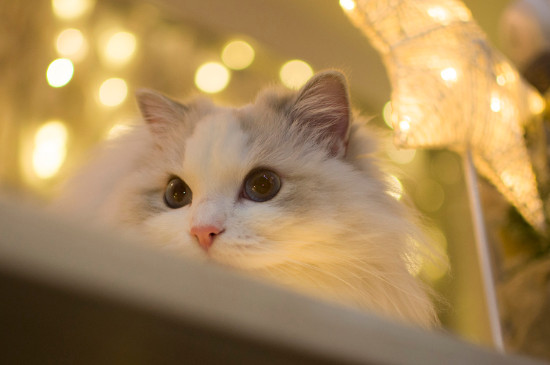 猫嘴巴旁边有猫藓怎么办