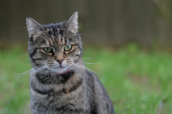猫嘴巴旁边有猫藓怎么办