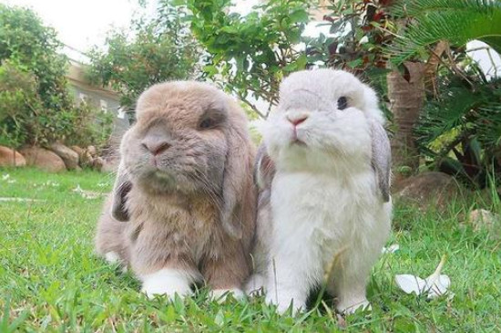 兔子能吃火龙果吗
