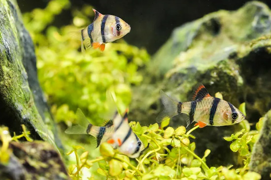 虎皮鱼会咬其他鱼吗