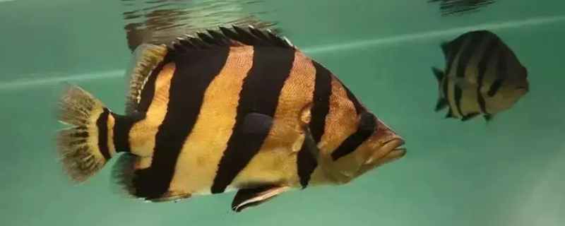 虎皮鱼会咬其他鱼吗