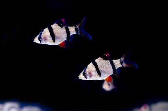 虎皮鱼会咬其他鱼吗