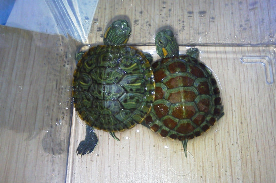 乌龟冬眠以后眼睛无法睁开的原因是什么