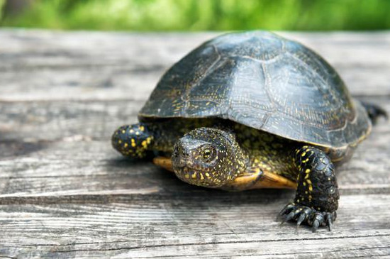 乌龟吃绿萝会死吗