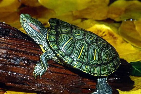 乌龟吃绿萝会死吗