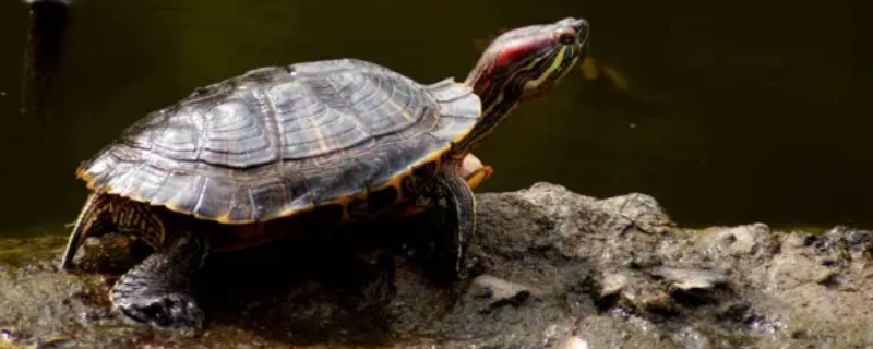 乌龟吃绿萝会死吗