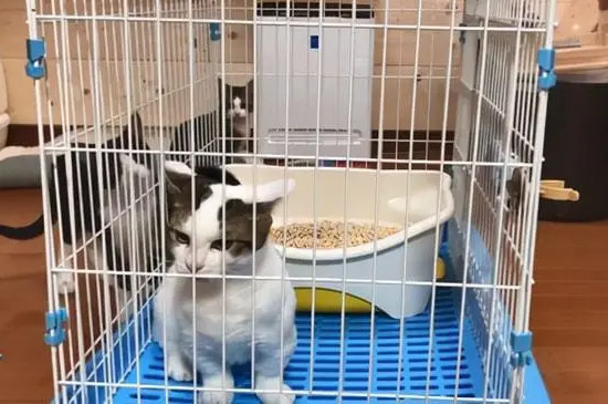 猫在笼子里一直叫怎么办