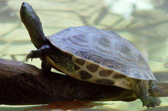 乌龟冬眠以后眼睛无法睁开的原因是什么