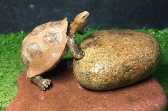 乌龟天冷了是不是不吃食