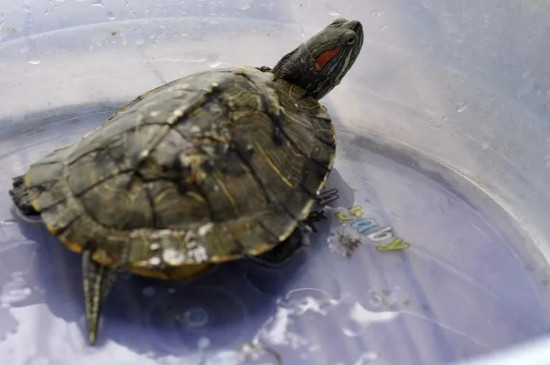 乌龟冬天吃食物吗