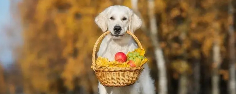 狗能吃什么水果
