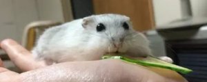 鸽子几天能孵出小鸽子来