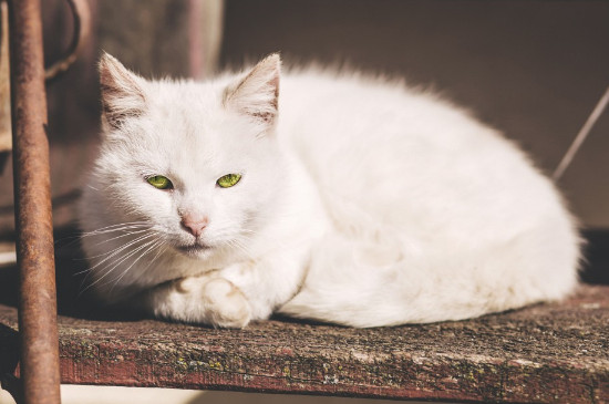 猫咪发烧的症状表现