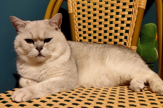 猫咪发烧的症状表现
