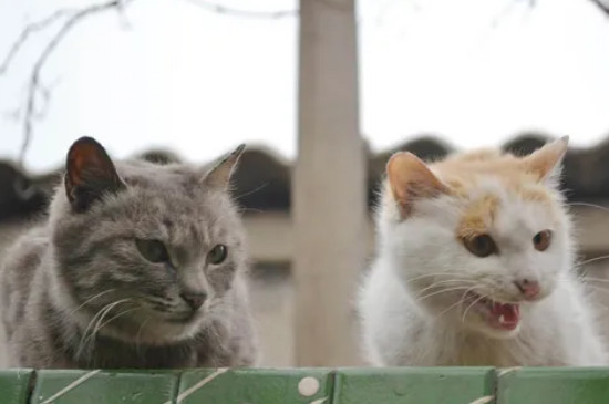 怎么辨别猫的性别