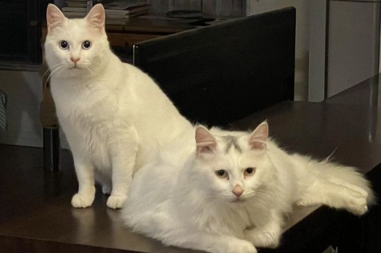 怎么辨别猫的性别
