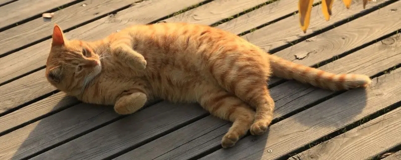 猫多大开始驱虫