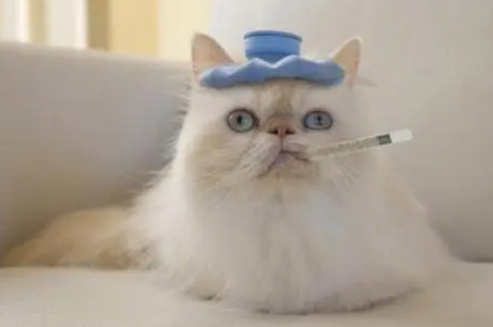 猫体温怎么测