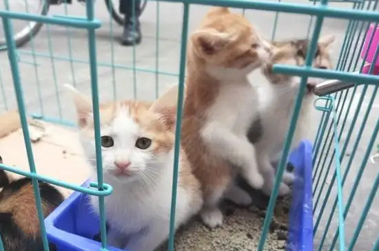 猫咪半笼养半散养的方法