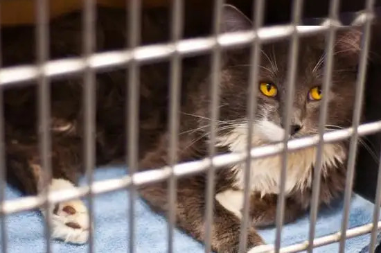 猫咪半笼养半散养的方法