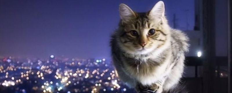 猫咪冬天怕冷吗