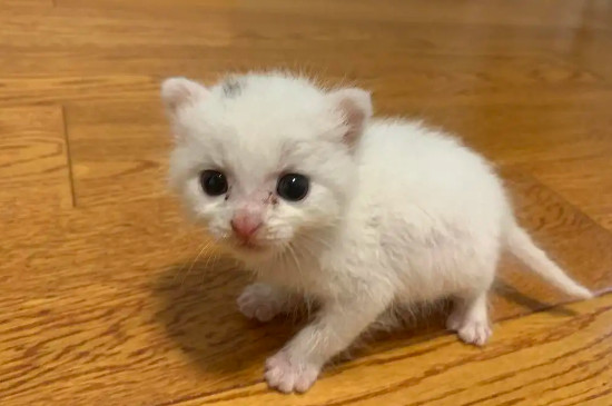 小麦可以代替猫草吗