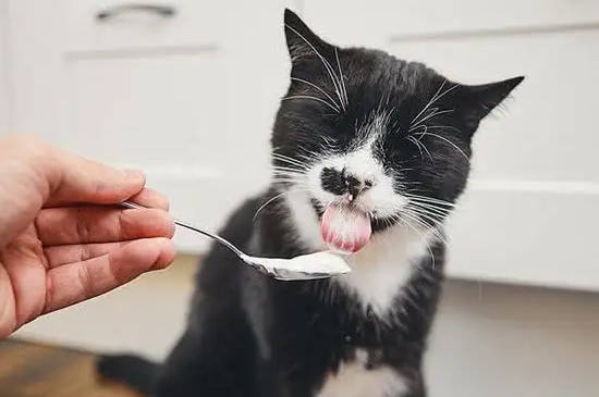 猫洗完澡多久可以打疫苗