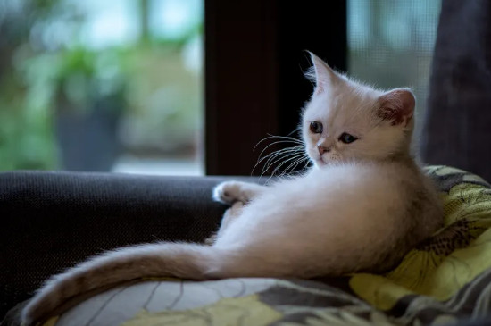 猫洗完澡多久可以打疫苗