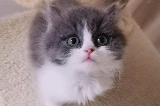 猫胡子剪掉一半还能长出来吗