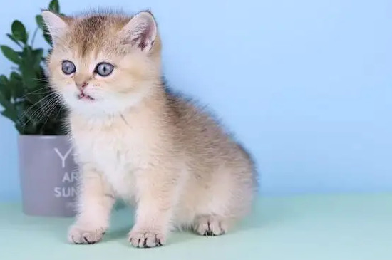 猫胡子剪掉一半还能长出来吗