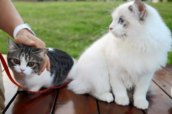 猫冬天关封闭式阳台可以吗