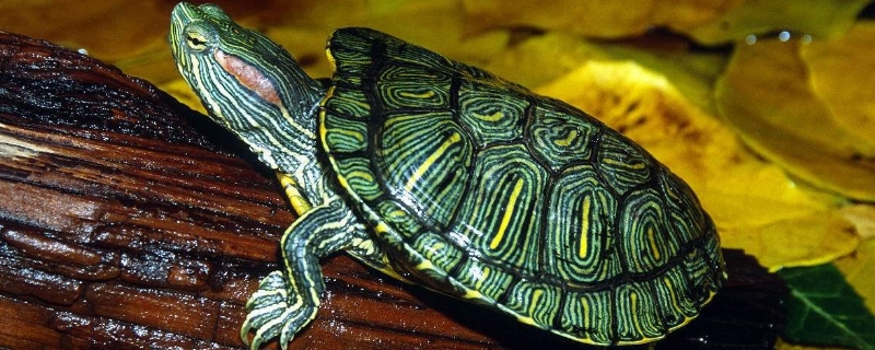 黄缘龟冬眠多久拿出来看一次