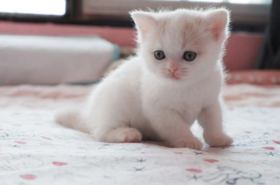 猫怕热还是怕冷
