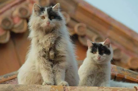 猫怕热还是怕冷