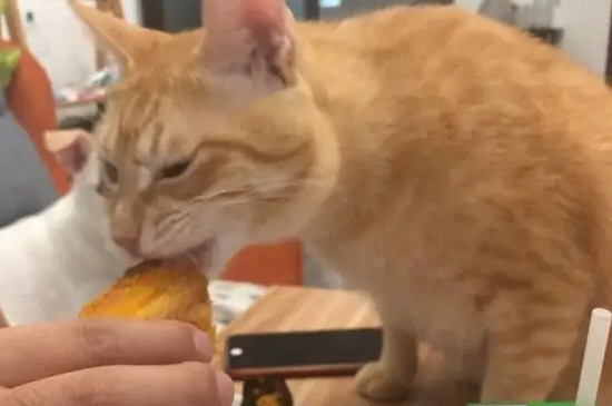 猫能吃烤地瓜吗