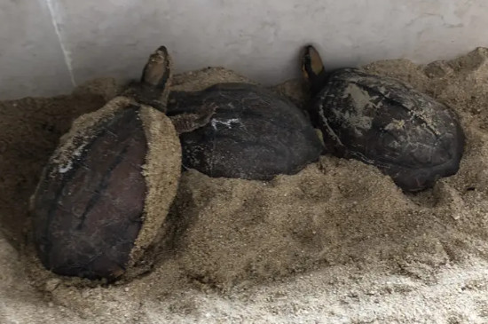 乌龟在冬天怎么养?