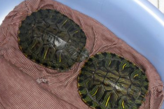 乌龟在冬天怎么养?