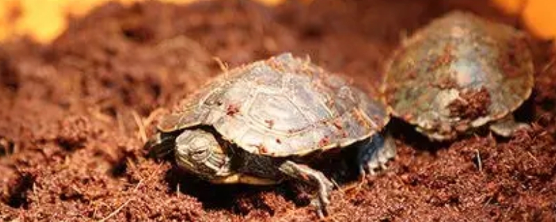 乌龟在冬天怎么养?