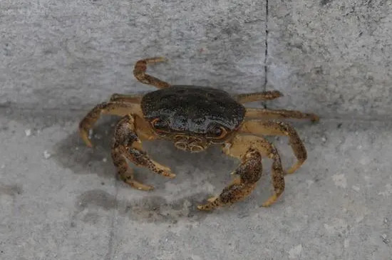 螃蟹和乌龟可以一起养吗