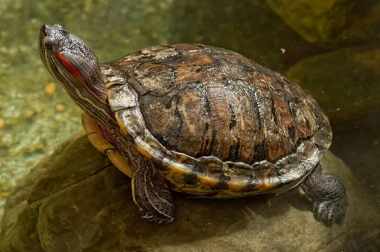 螃蟹和乌龟可以一起养吗