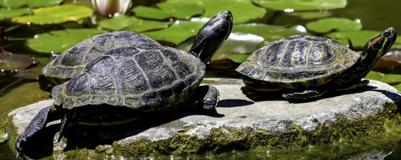 螃蟹和乌龟可以一起养吗