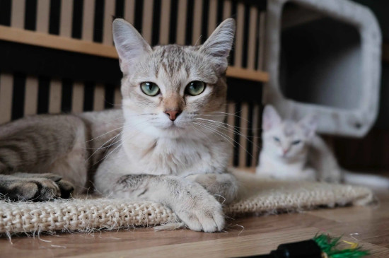 小猫鼻子不通气呼哧呼哧的怎么回事