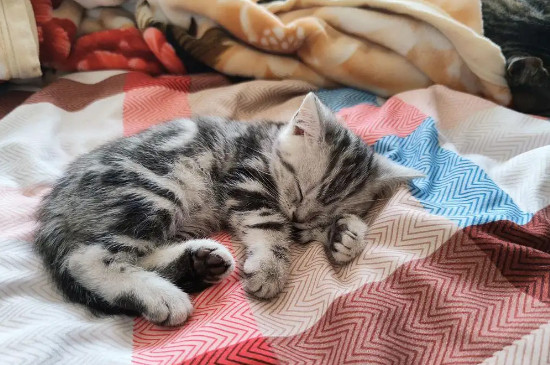 小猫鼻子不通气呼哧呼哧的怎么回事